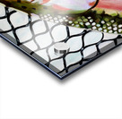 Netted Steelhead Acrylic print