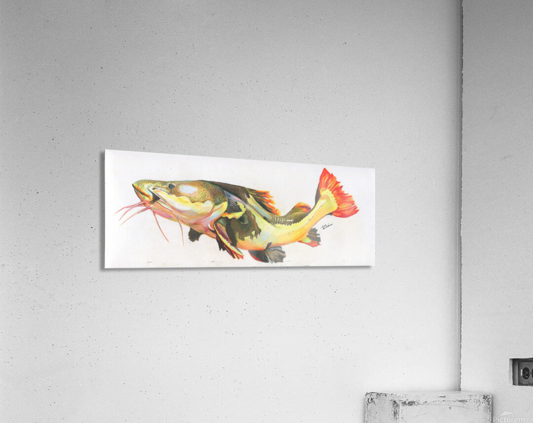 Red Tail Catfish II Acrylic Print