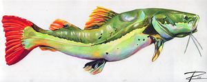 Red Tail Catfish I