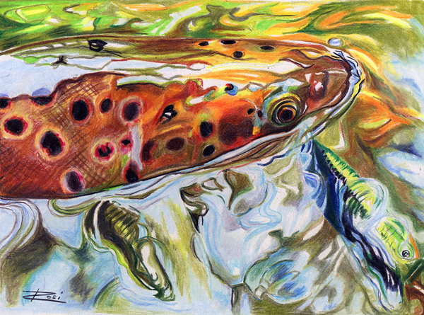 Brownie Hooked Print