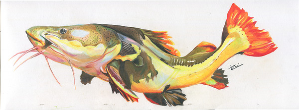 Red Tail Catfish II Print