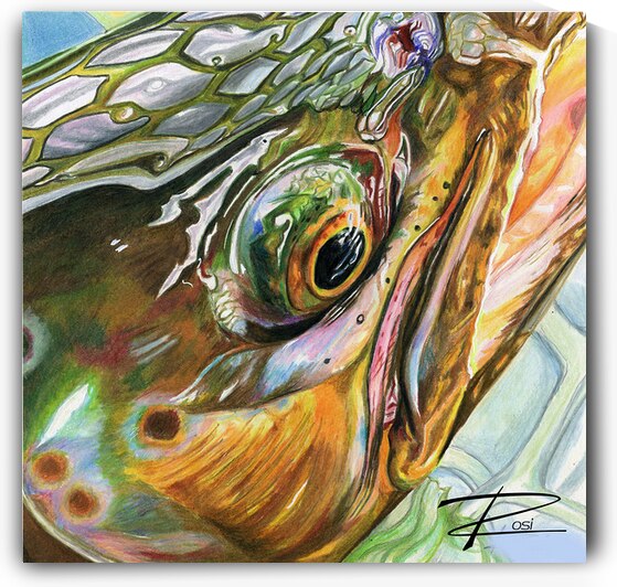 Brown Trout by Rosi Oldenburg