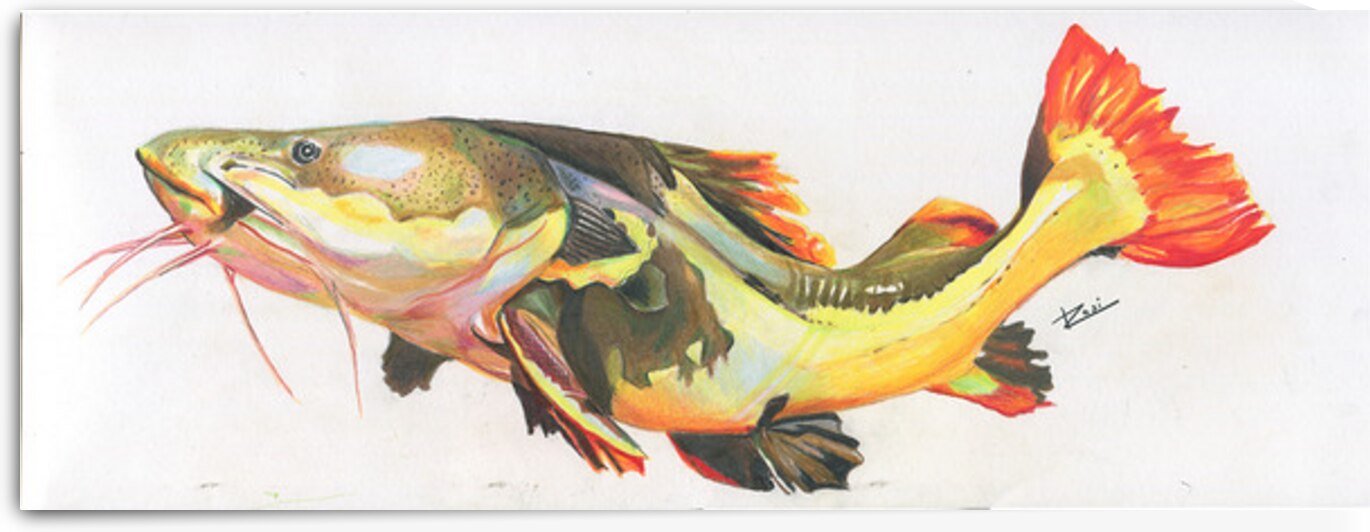 Red Tail Catfish II by Rosi Oldenburg