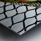 Netted Steelhead Metal print